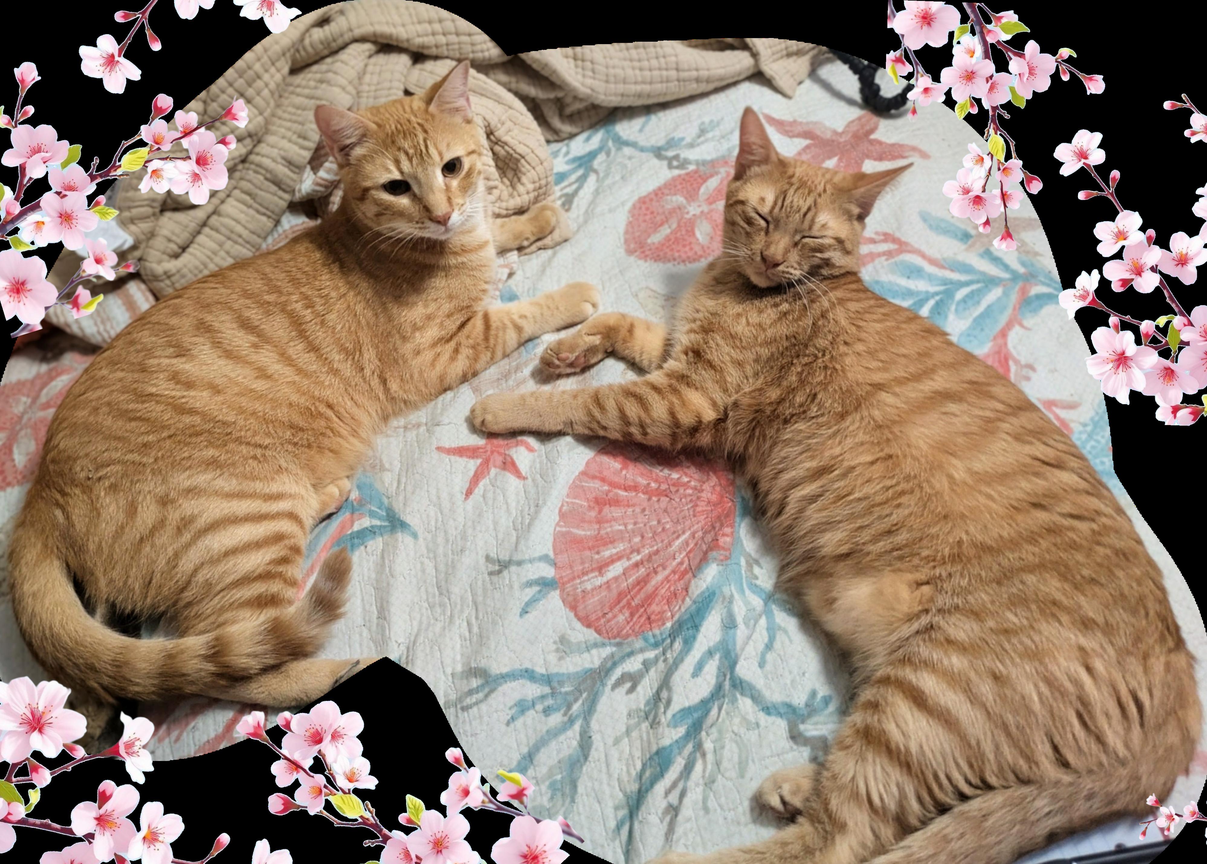 Pogo & Yoyo - Courtesy Post, Adoptable, Young Male Domestic Short Hair.
