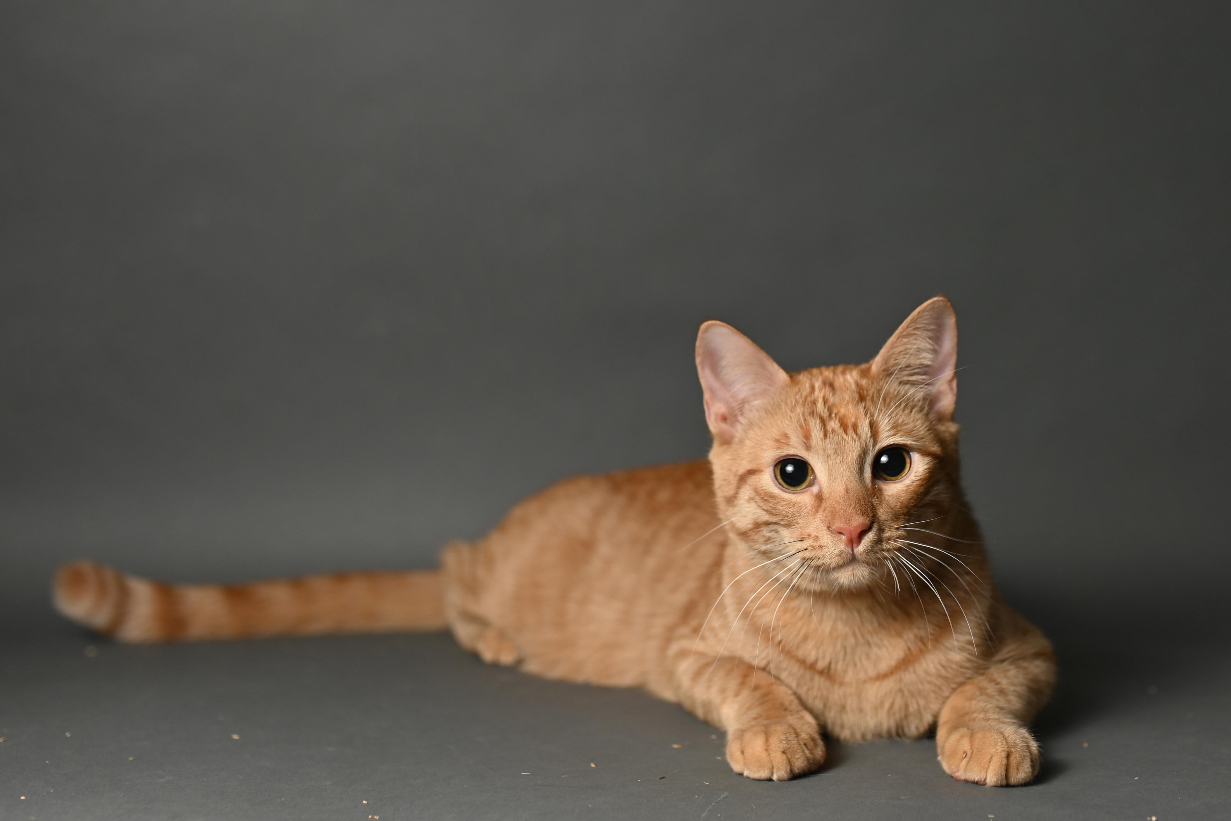 Pogo & Yoyo - Courtesy Post, a Adoptable Domestic Short Hair in Fort Worth, TX image 4/4