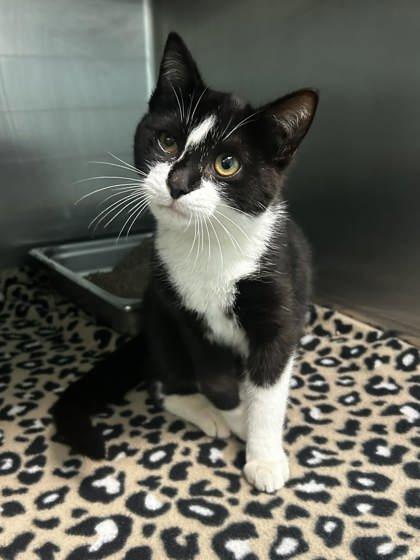 Stewart, Adoptable, Adult Male Domestic Short Hair & Domestic Short Hair.