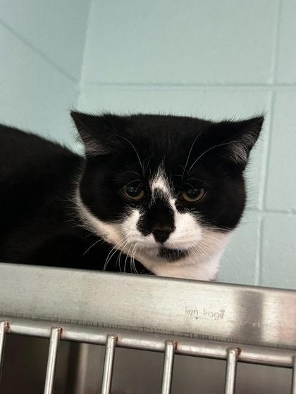 Enlarge Stewart, a Adoptable mixed breed in Spruce Pine, NC image 1/1