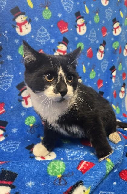 Stewart, Adoptable, Adult Male Domestic Short Hair & Domestic Short Hair.