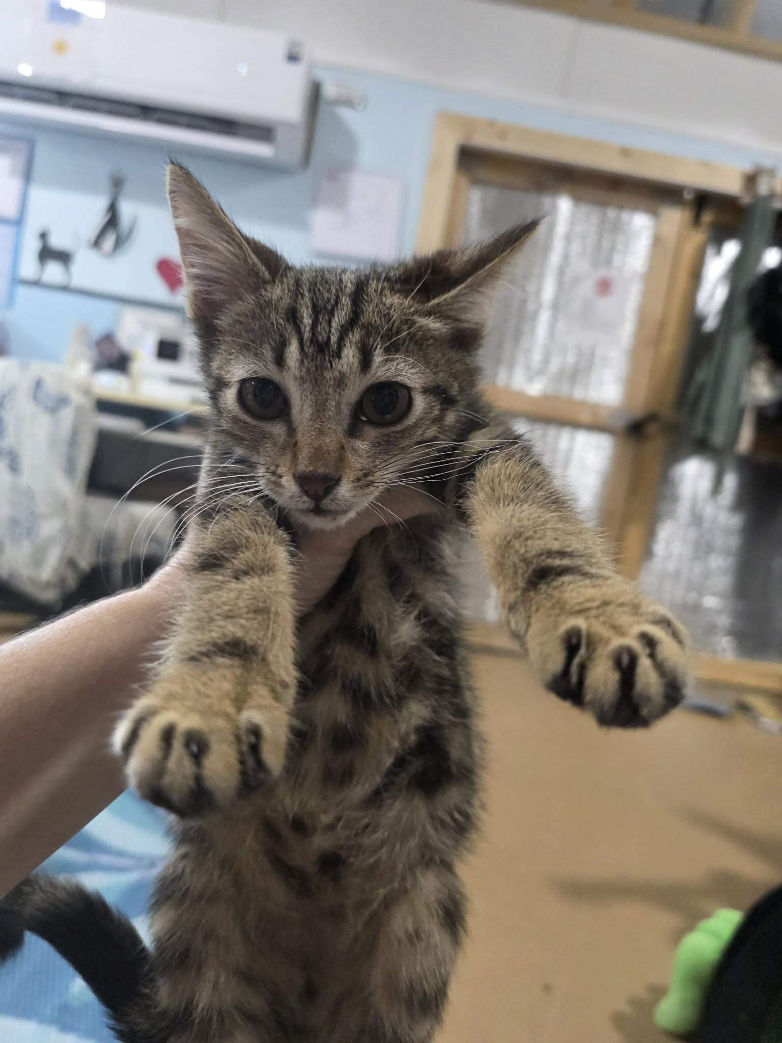 Truffle, adopted, Kitten Male Domestic Short Hair.