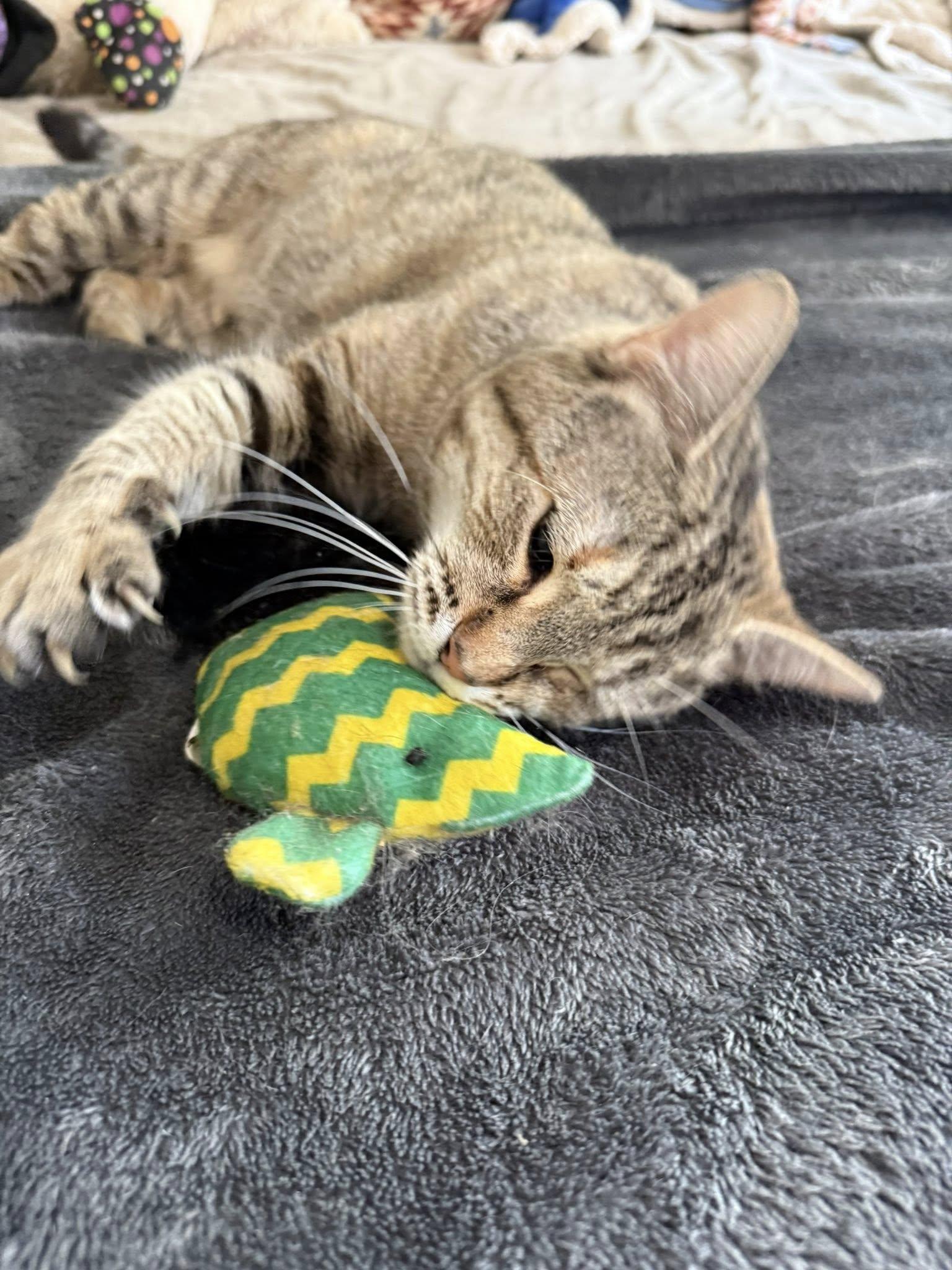 Dottie, a Adoptable Tabby in Clarksville, TN image 1/5