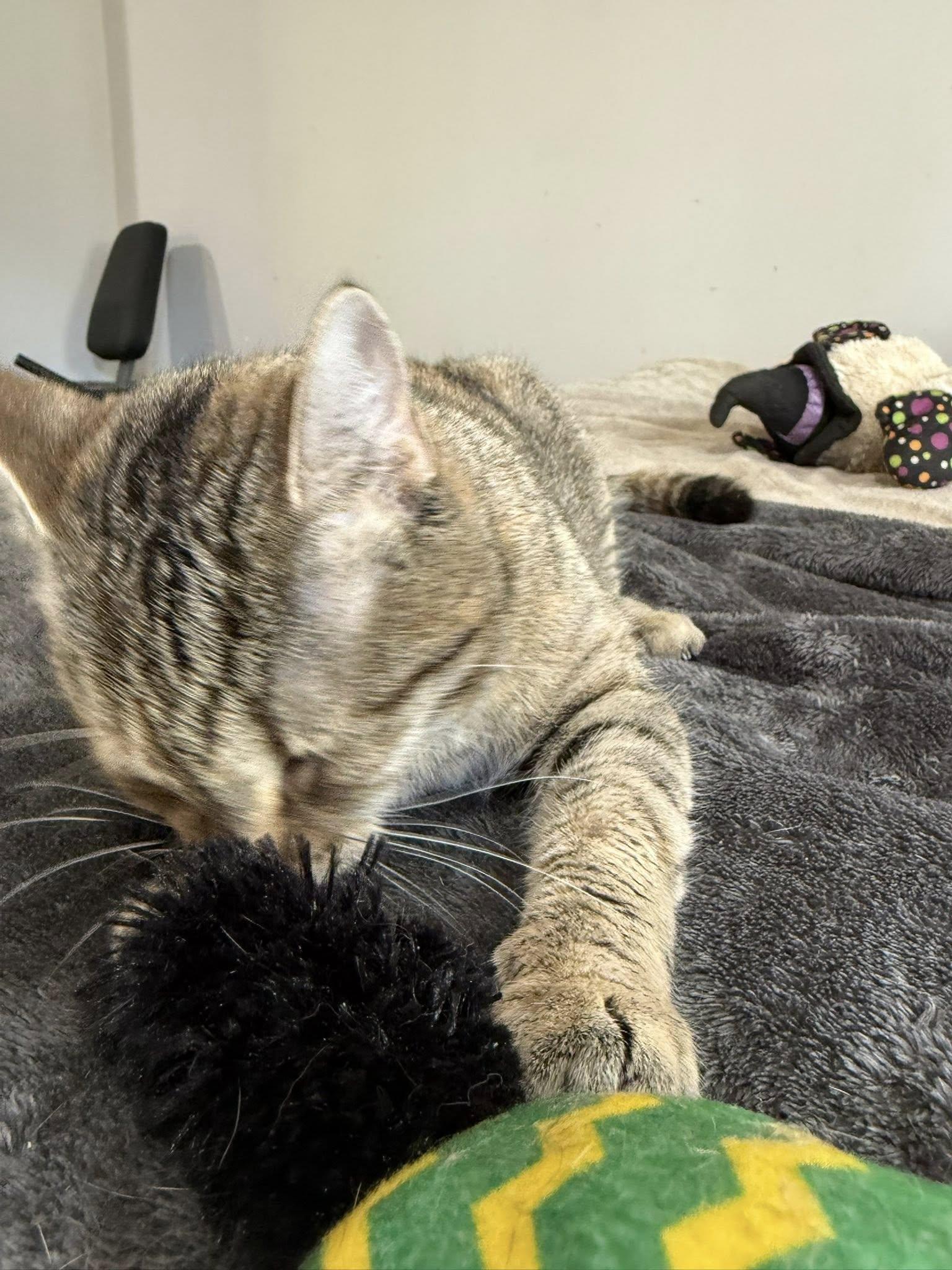 Dottie photo 3