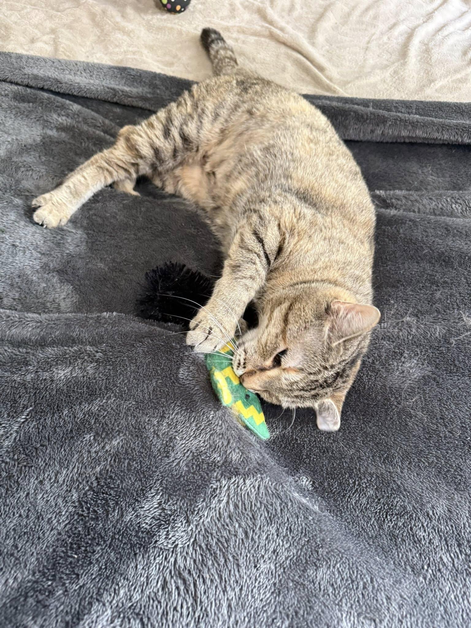 Dottie, a Adoptable Tabby in Clarksville, TN image 3/5