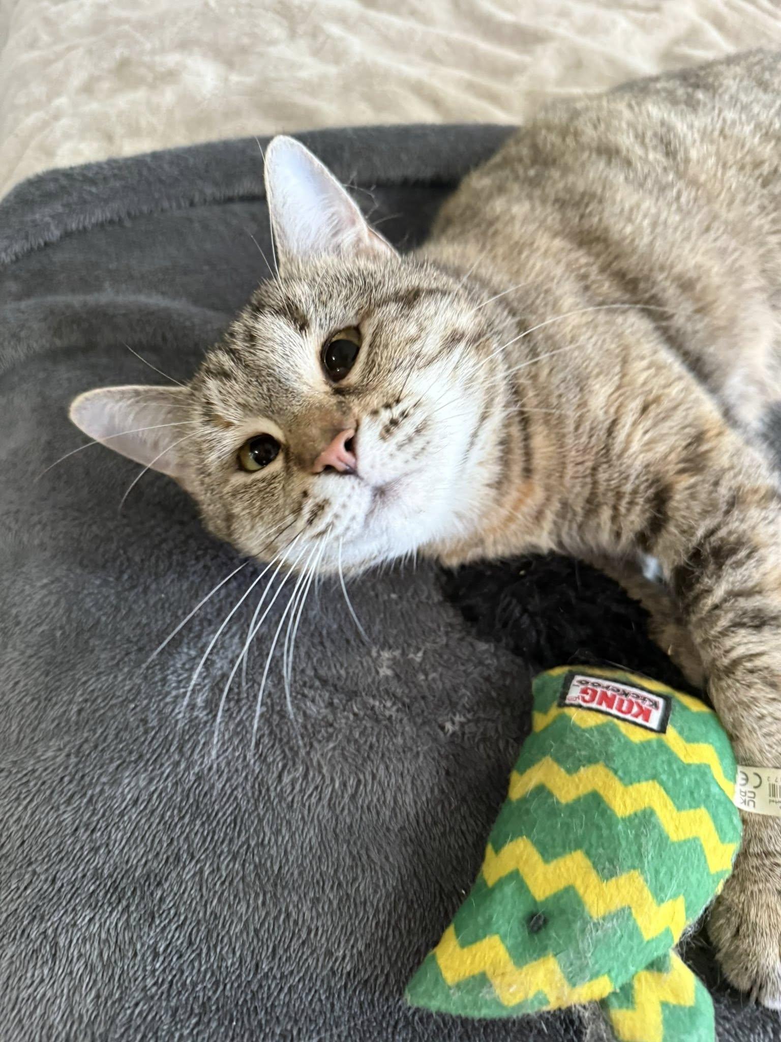 Dottie, a Adoptable Tabby in Clarksville, TN image 4/5