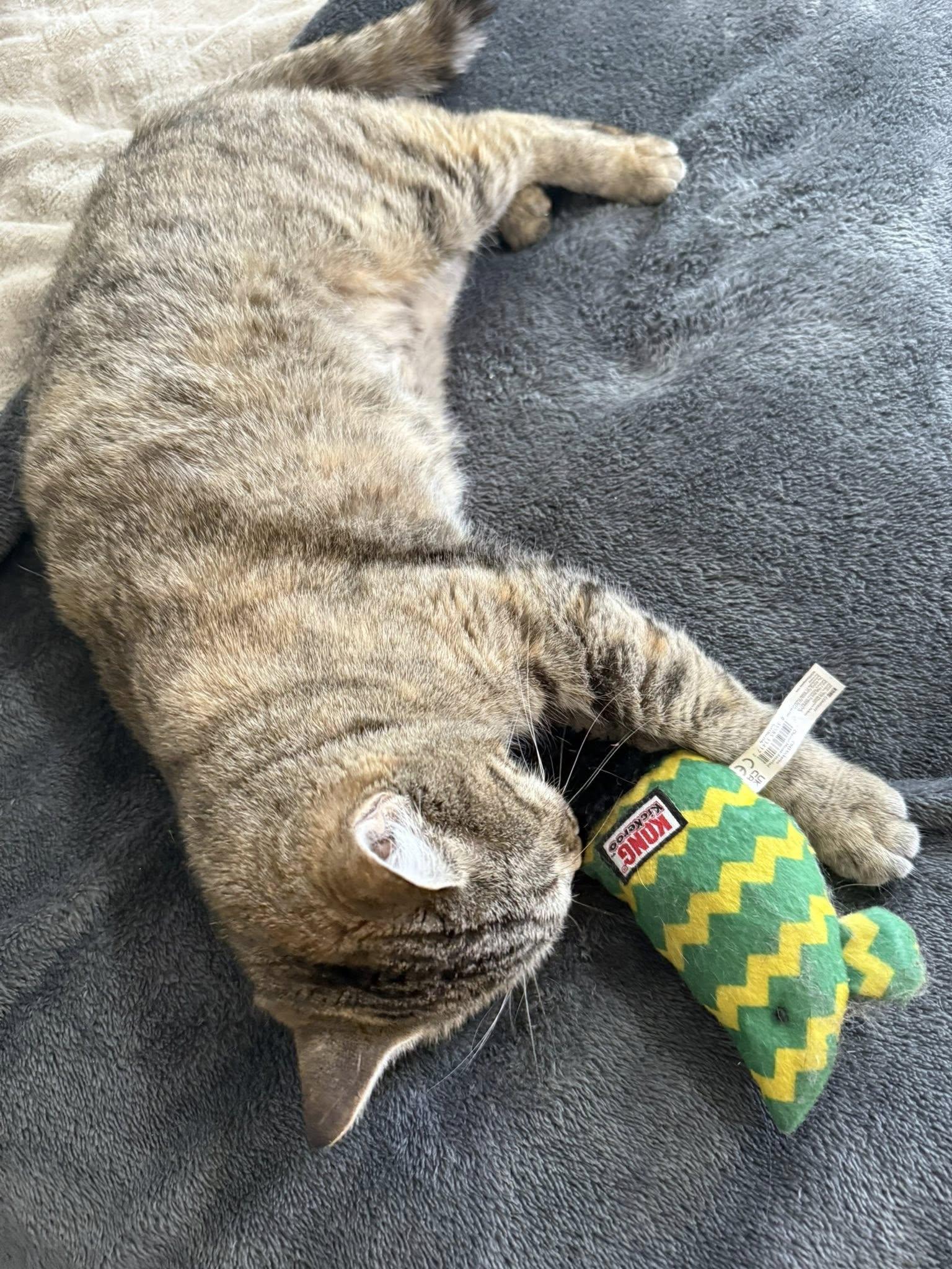 Dottie, Baby Female Tabby