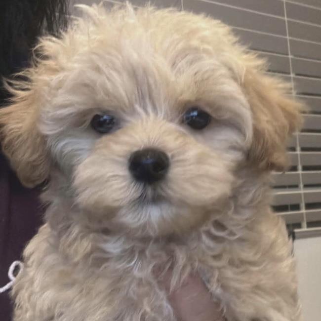 Jezze - Adopted!, Adoptable, Puppy Female Maltese & Poodle.