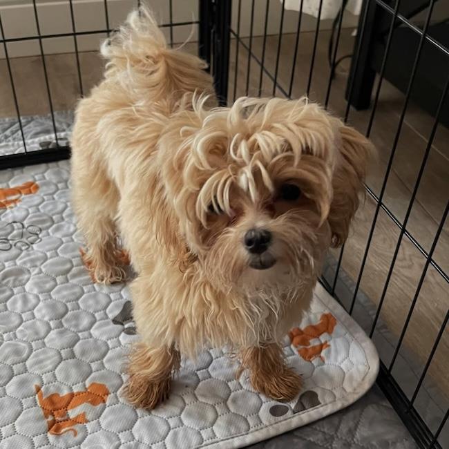 Jezze - Adopted!, a Adoptable mixed breed in San Diego, CA image 2/3