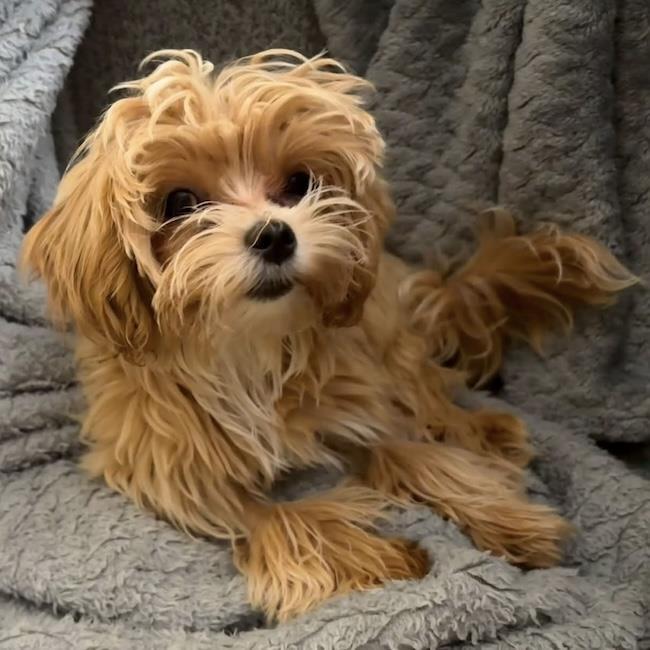 Jezze - Adopted!, a Adoptable mixed breed in San Diego, CA image 3/3