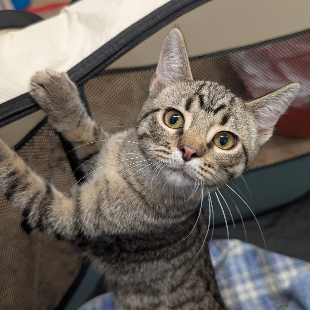 Judy, Adoptable, Kitten Female Domestic Short Hair.