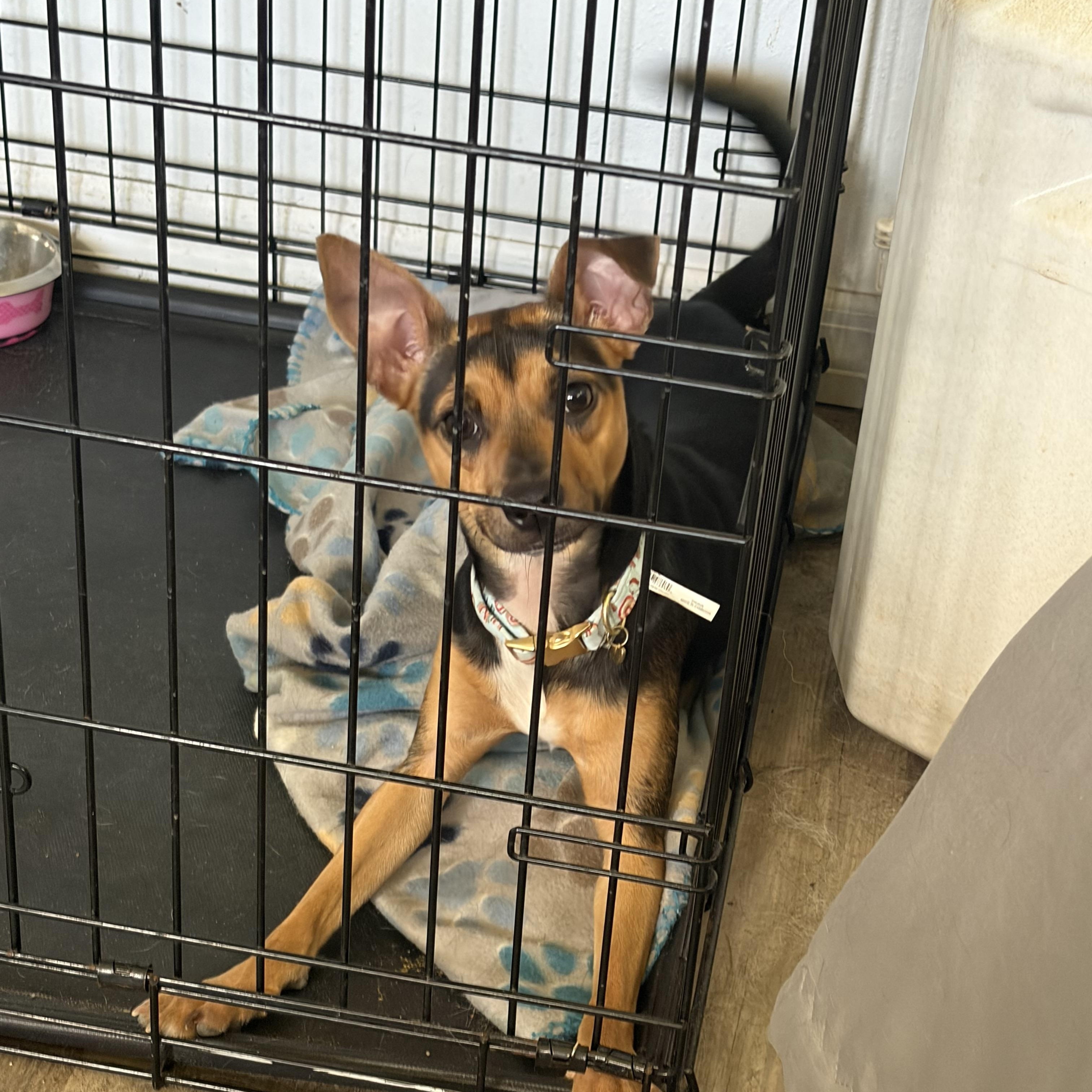 Amelia, an adopted mixed breed in Arcadia, FL image 2/3