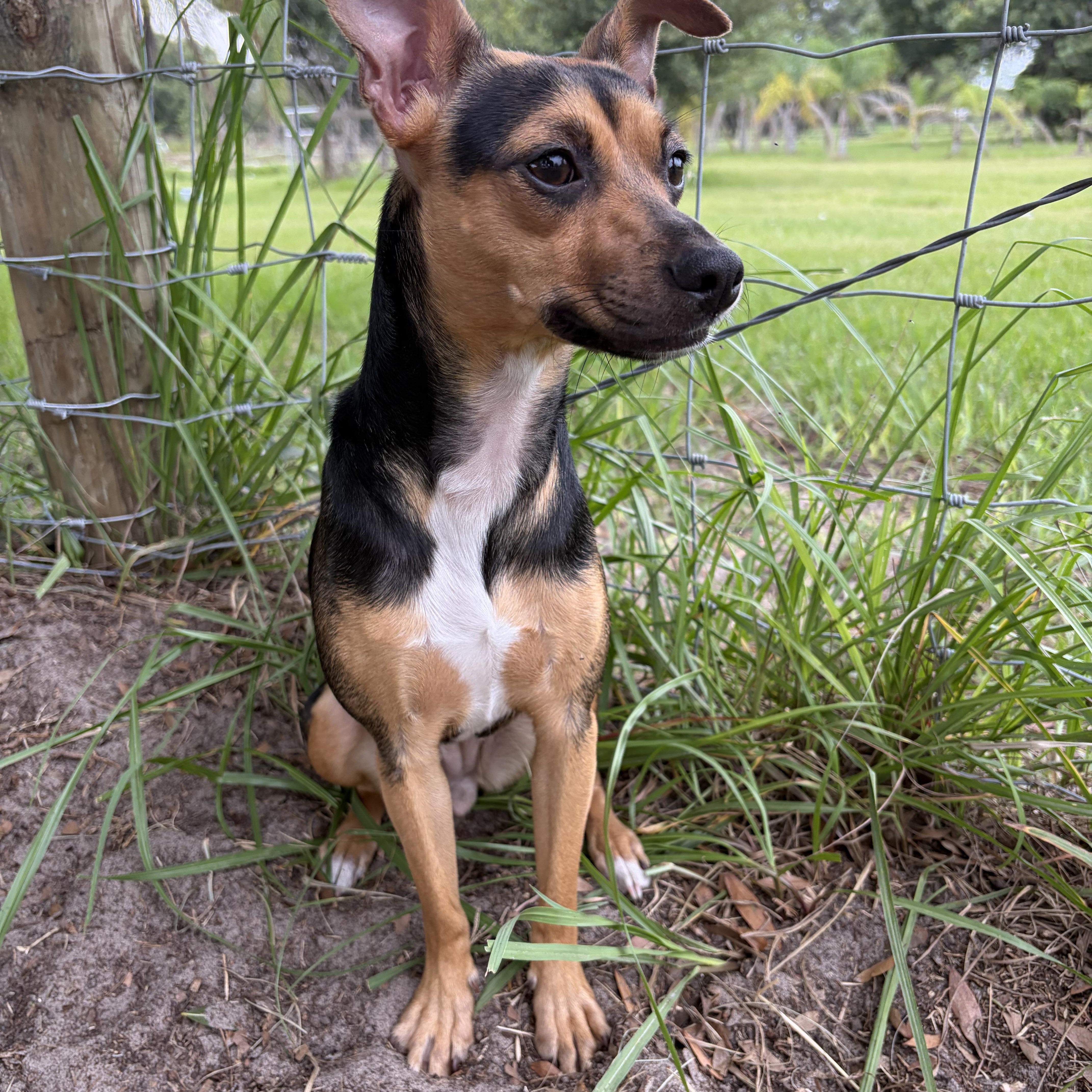 Amelia, adopted, Adult Female Miniature Pinscher & Chihuahua.