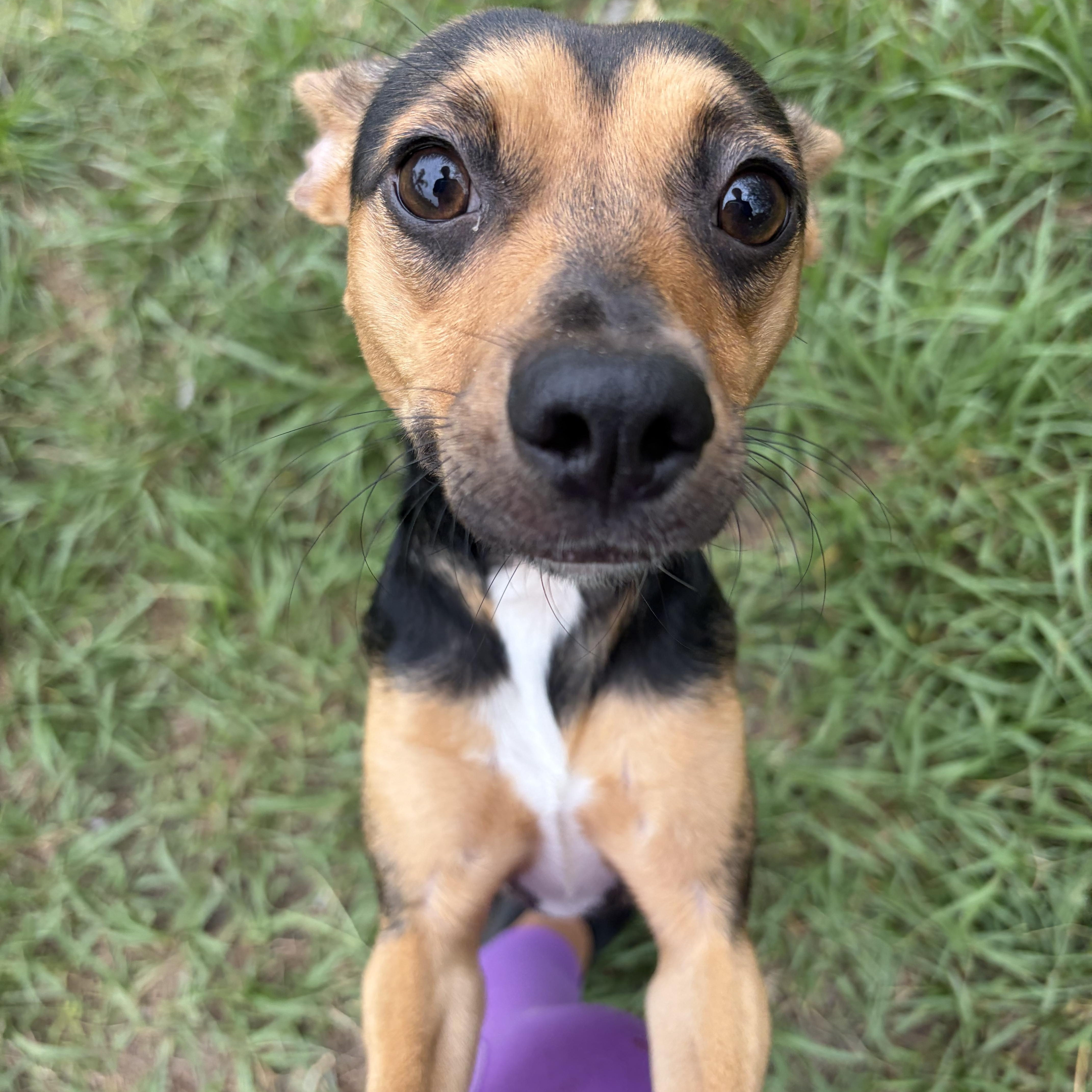 Amelia, an adopted mixed breed in Arcadia, FL image 3/3