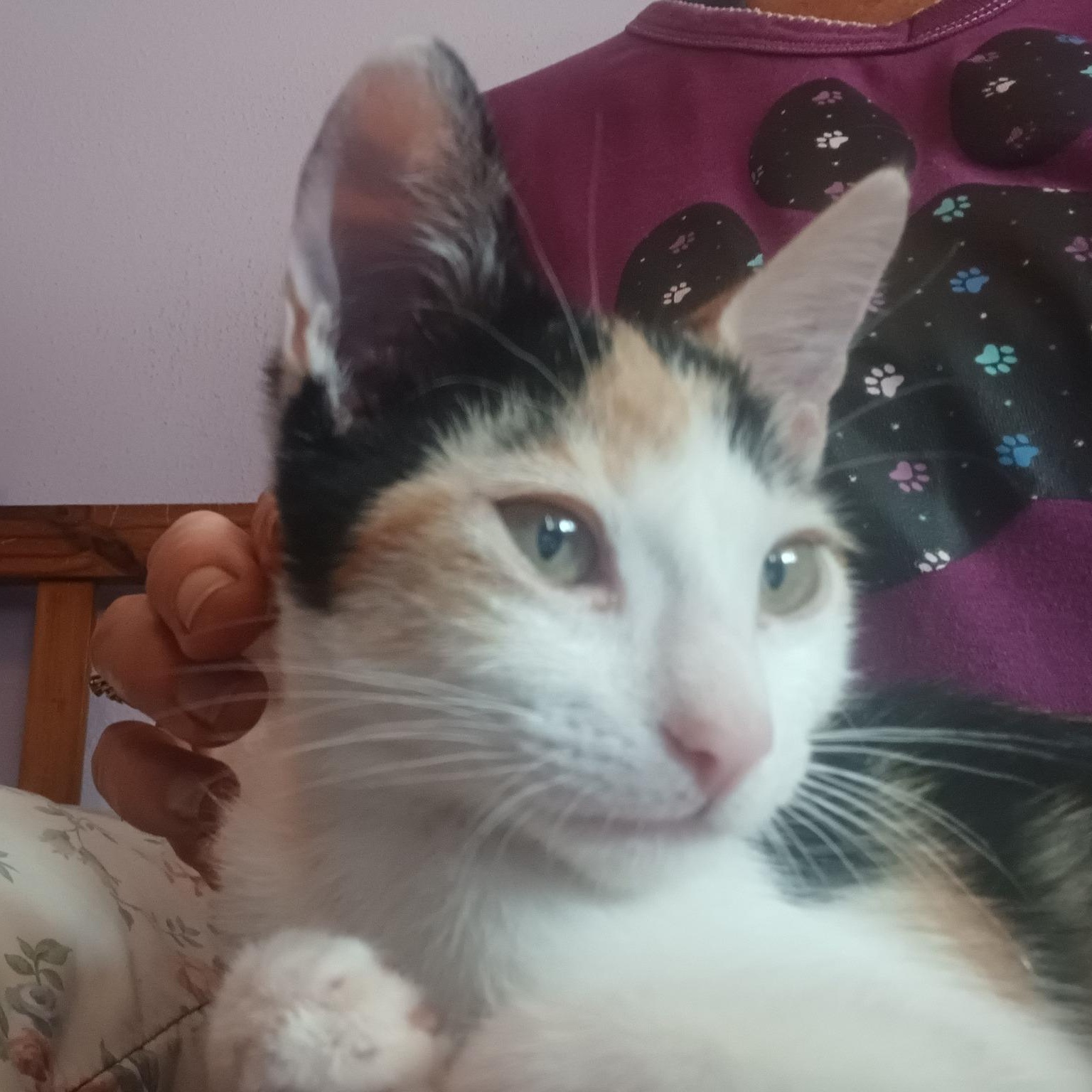 Phoebe (Sister of Chandler)
