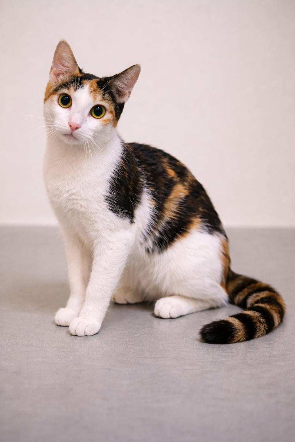 Enlarge Phoebe (Sister of Chandler), an adoptable Calico in Houston, TX image 4/6
