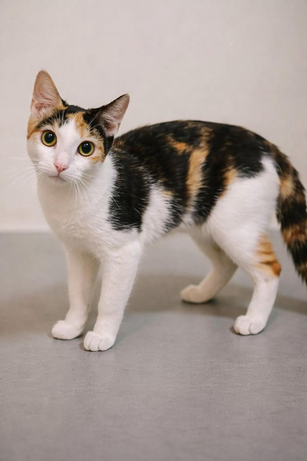 Enlarge Phoebe (Sister of Chandler), an adoptable Calico in Houston, TX image 1/6