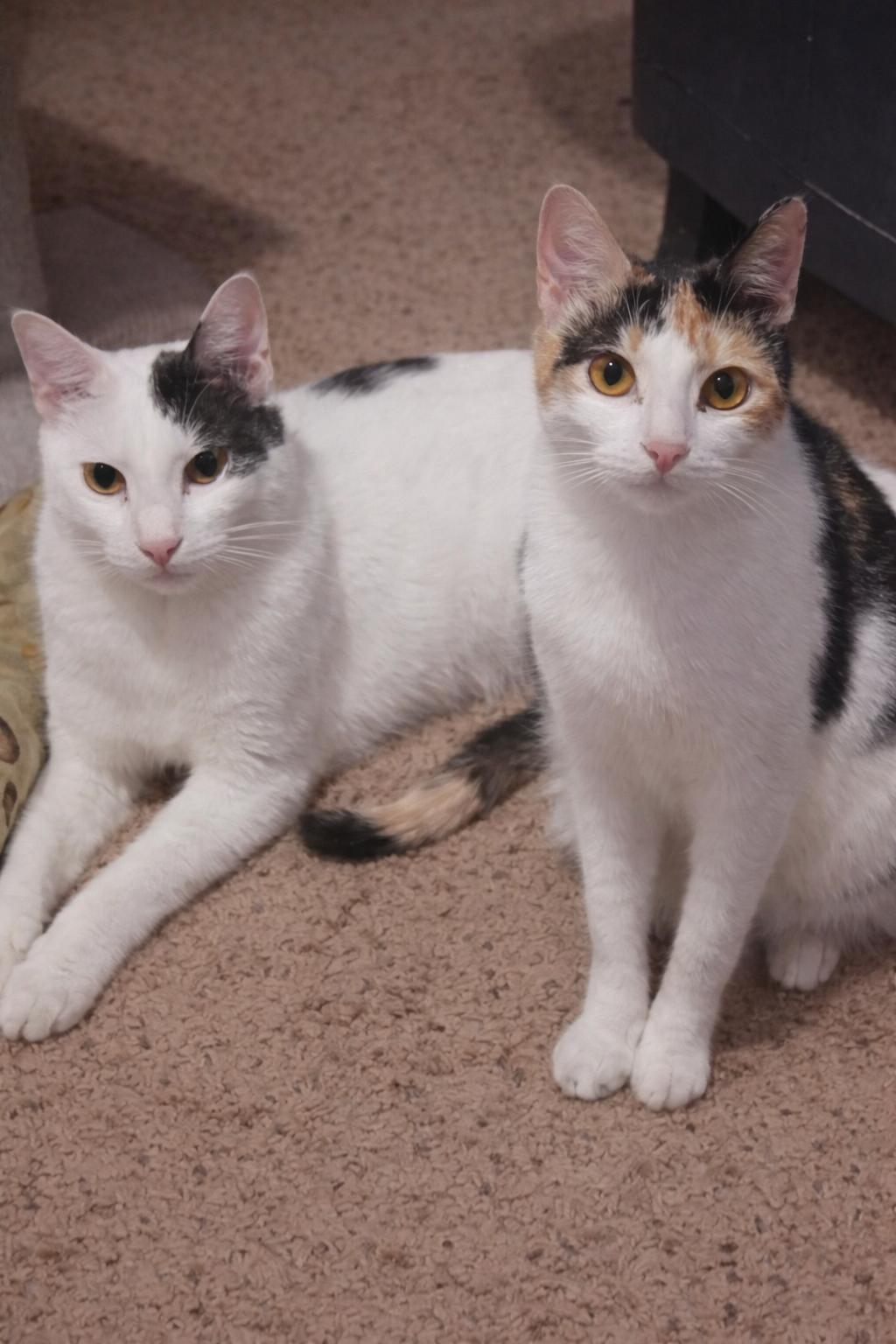 Enlarge Phoebe (Sister of Chandler), an adoptable Calico in Houston, TX image 5/6