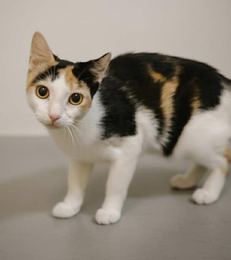 Phoebe (Sister of Chandler), an adoptable Calico in Houston, TX image 5/5