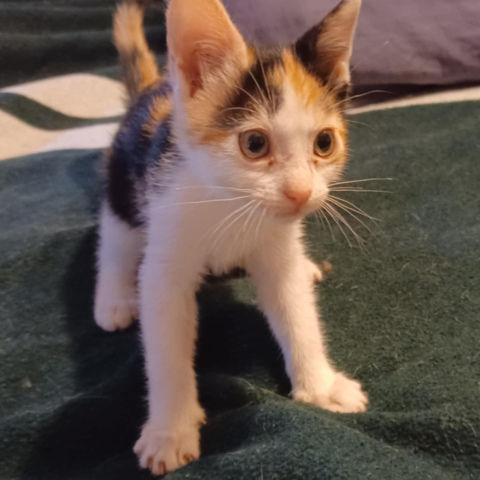 Phoebe (Sister of Chandler)