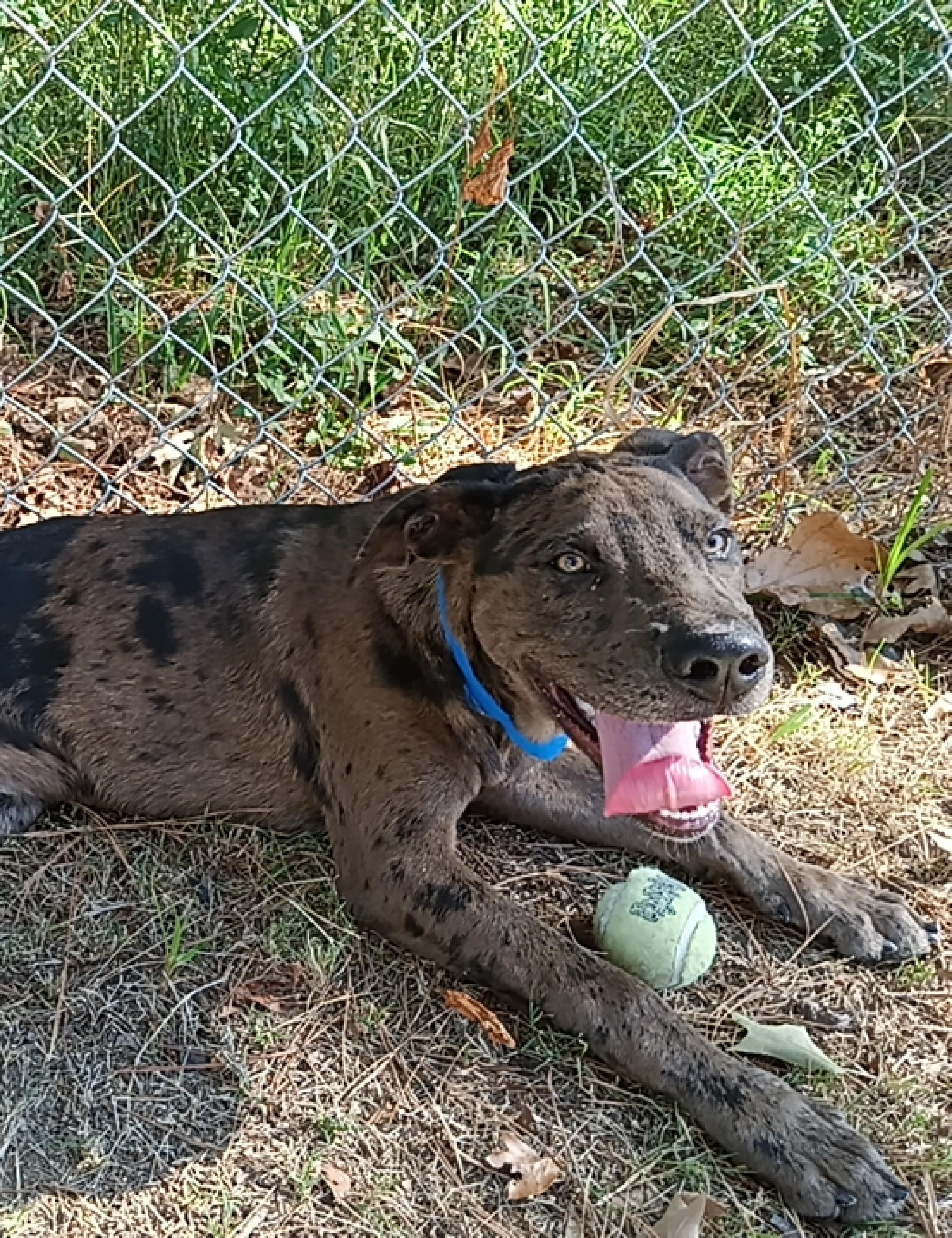 Harold, Adoptable, Young Male Catahoula Leopard Dog.