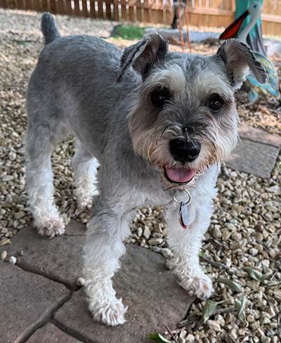 Enlarge Luke-Pending Adoption, a ADOPTABLE Miniature Schnauzer in Miamisburg, OH image 3/4