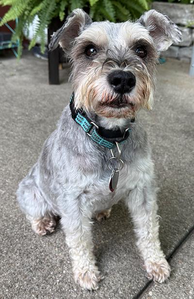 Enlarge Luke-Pending Adoption, a ADOPTABLE Miniature Schnauzer in Miamisburg, OH image 2/4