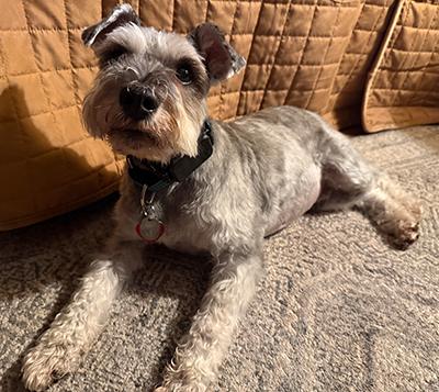Enlarge Luke-Pending Adoption, a ADOPTABLE Miniature Schnauzer in Miamisburg, OH image 4/4