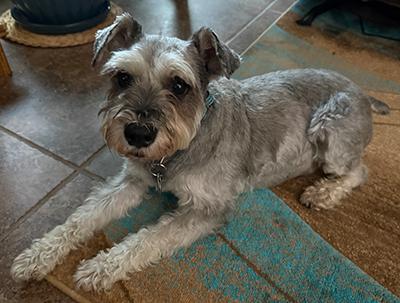 Enlarge Luke-Pending Adoption, a ADOPTABLE Miniature Schnauzer in Miamisburg, OH image 1/4