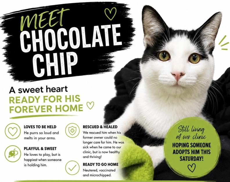 Chocolate Chip (foster or adopt), Adoptable, Kitten Male Domestic Short Hair.