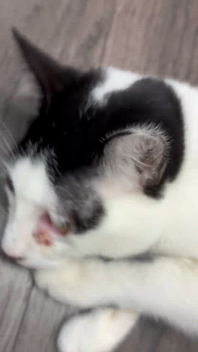 Enlarge Chocolate Chip (foster or adopt), a Adoptable Domestic Short Hair in Pasadena, CA video 2/3