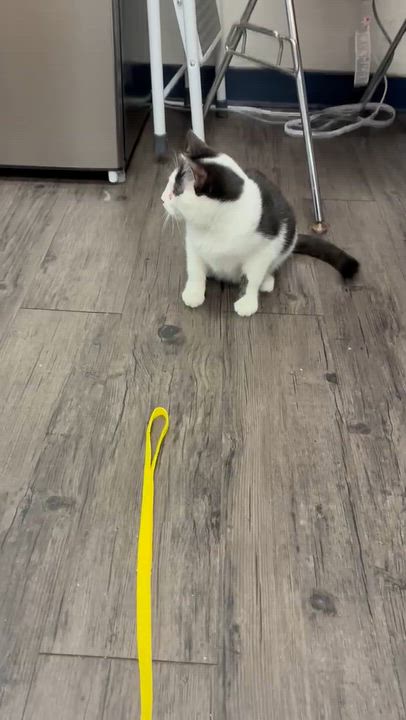 Enlarge Chocolate Chip (foster or adopt), a Adoptable Domestic Short Hair in Pasadena, CA video 3/3