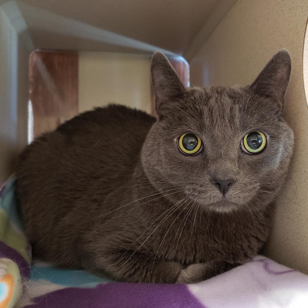 Shadow, Adoptable, Senior Male Domestic Short Hair.