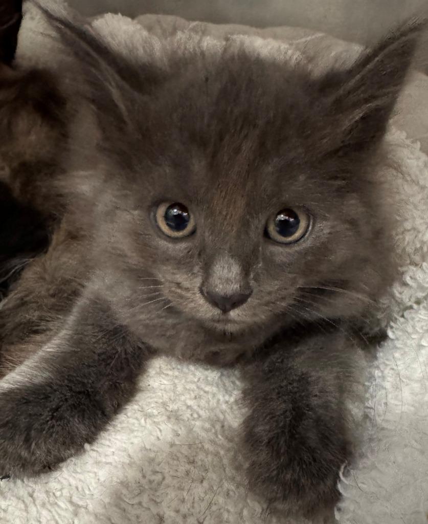 Church, Adopted, Kitten Male Domestic Medium Hair.