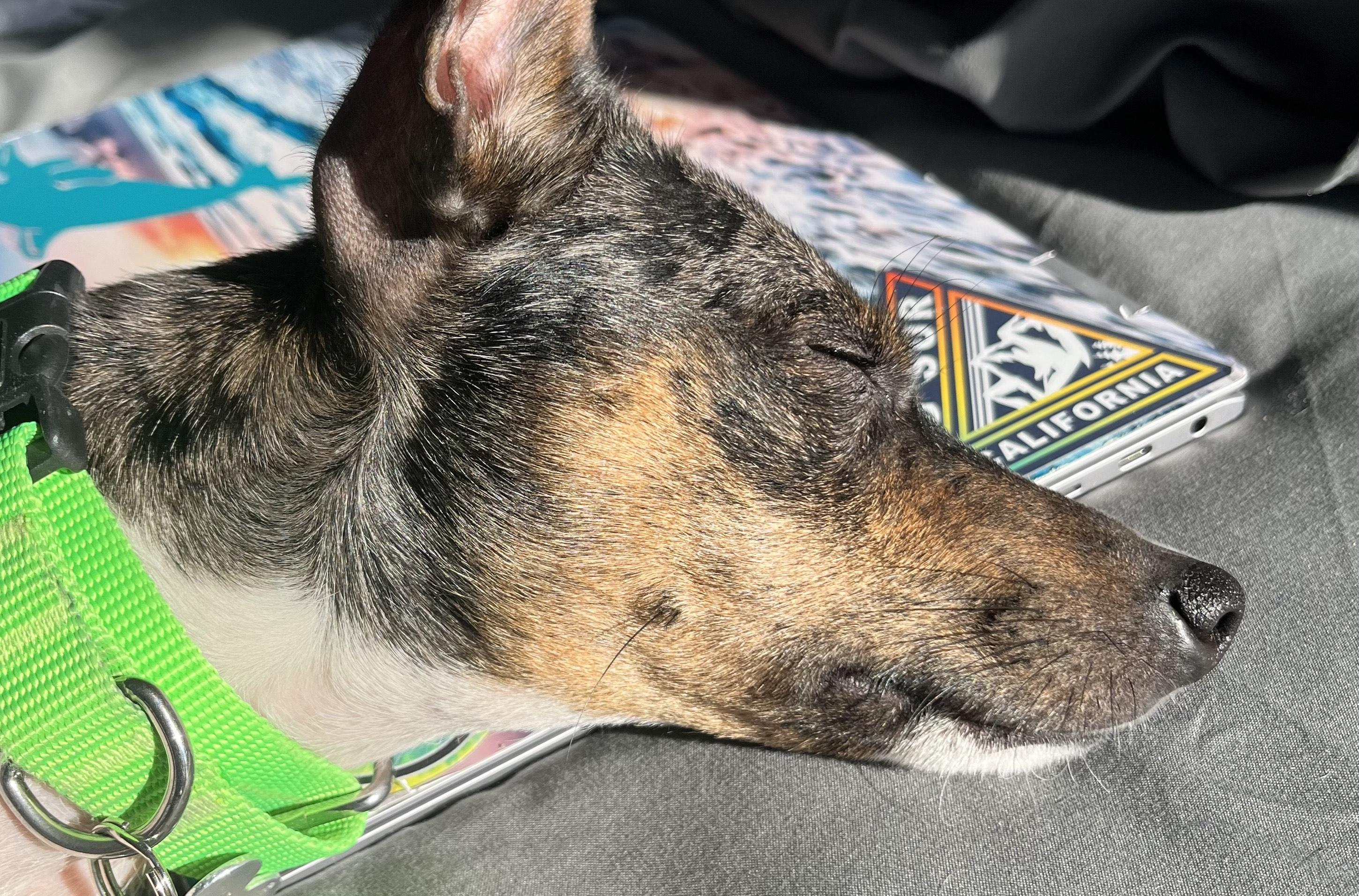 Allie, an adoptable mixed breed in Palatine, IL image 5/5