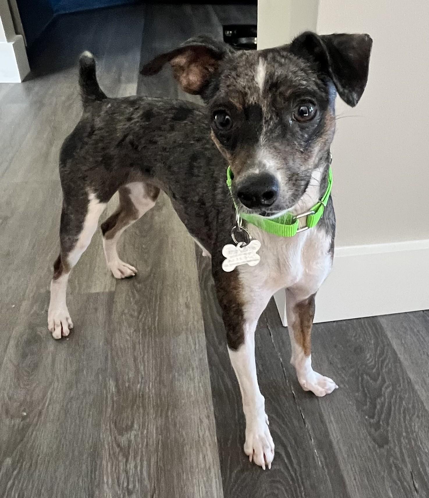 Allie, adoptable, Young Female Rat Terrier & Mixed Breed.