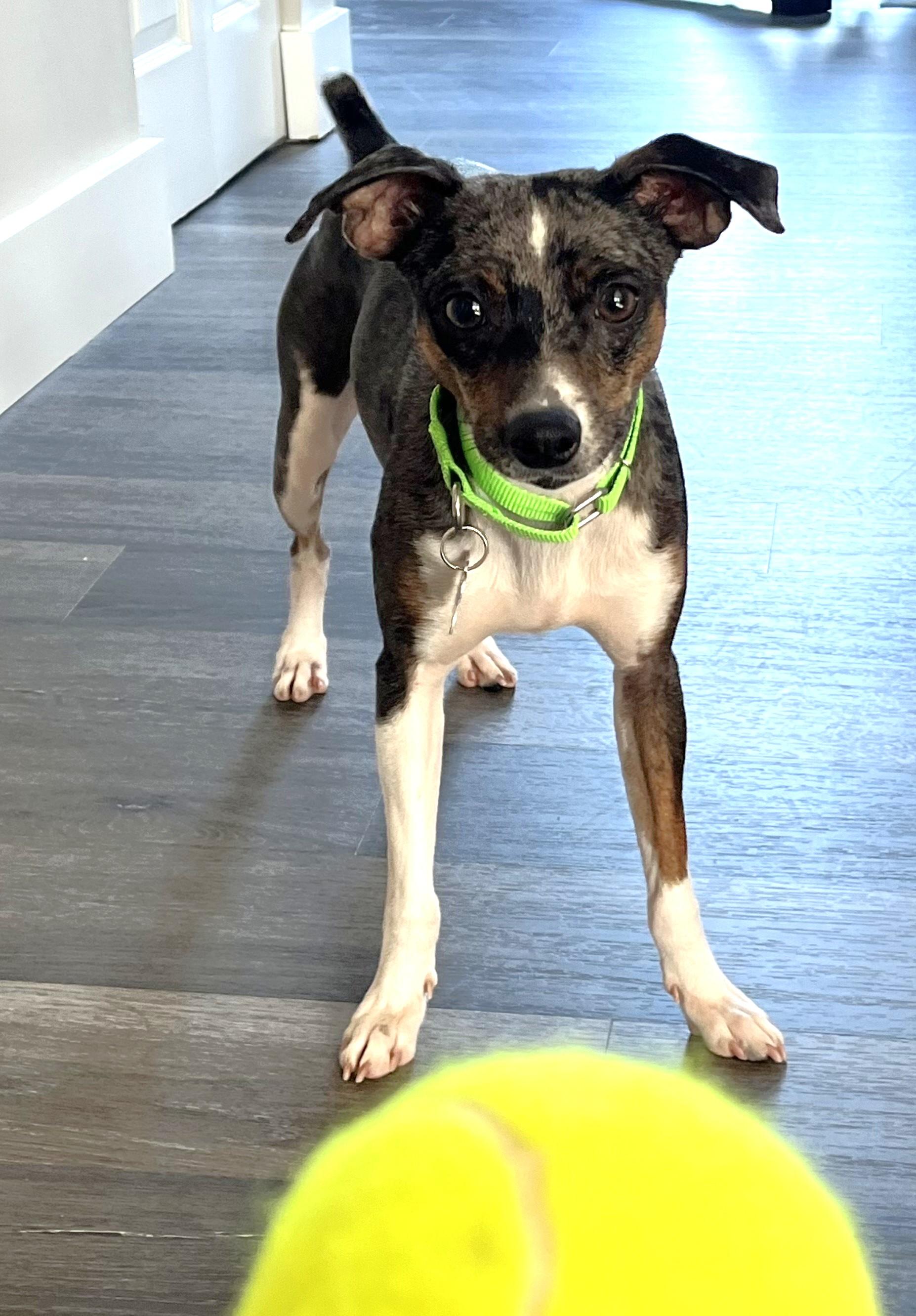 Allie, an adoptable mixed breed in Palatine, IL image 2/5