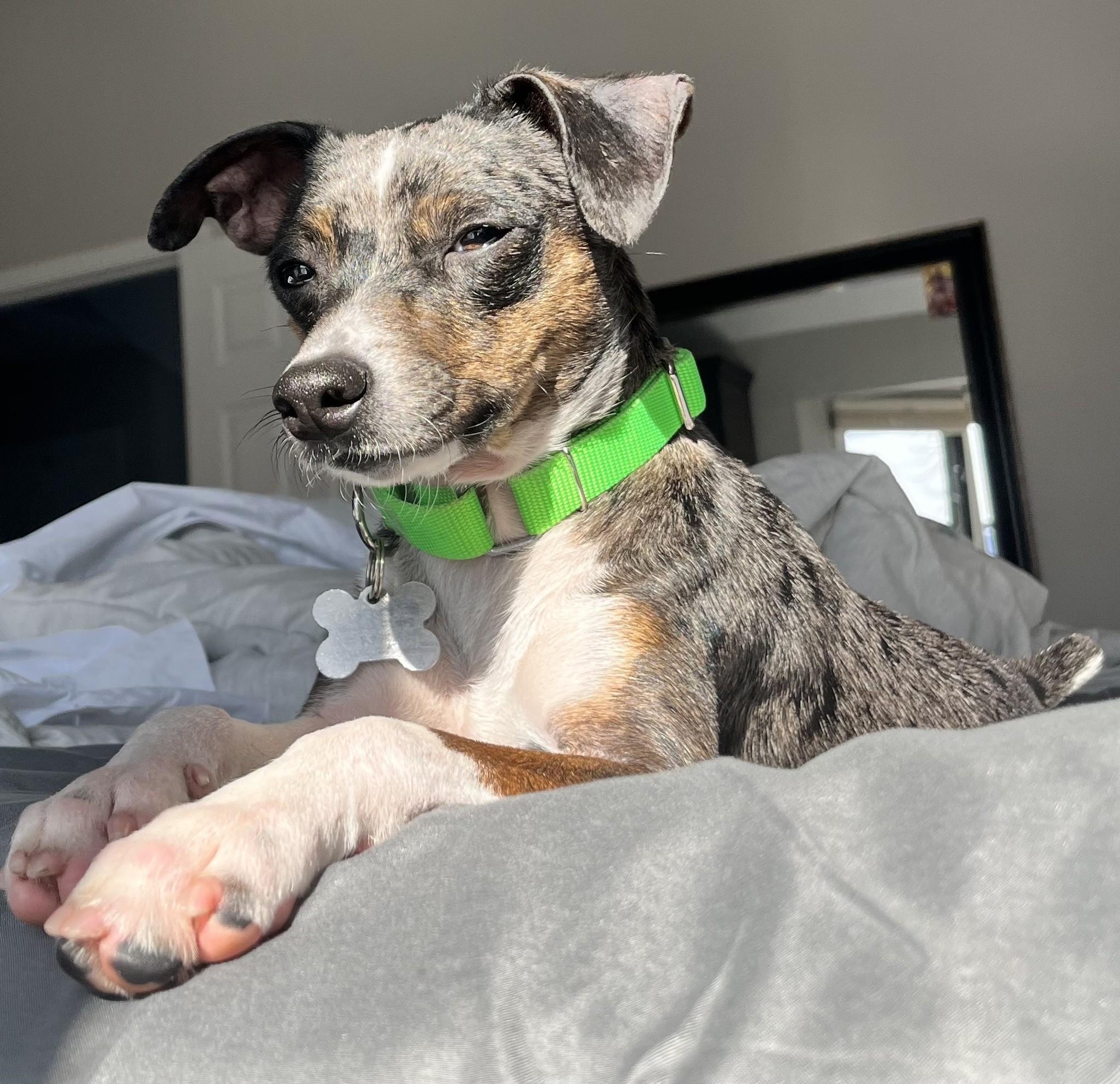 Allie, an adoptable mixed breed in Palatine, IL image 4/5