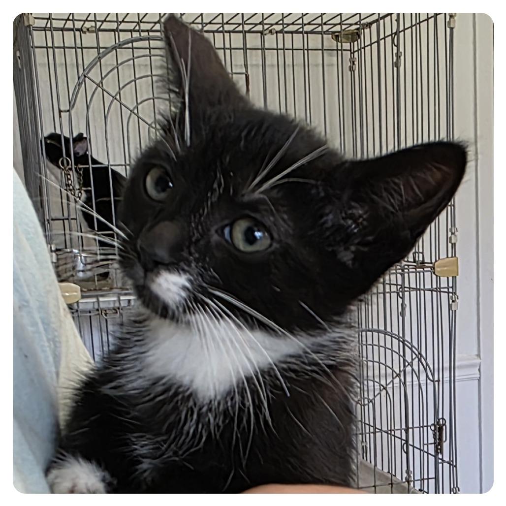 Edith, Adoptable, Kitten Female Domestic Short Hair.