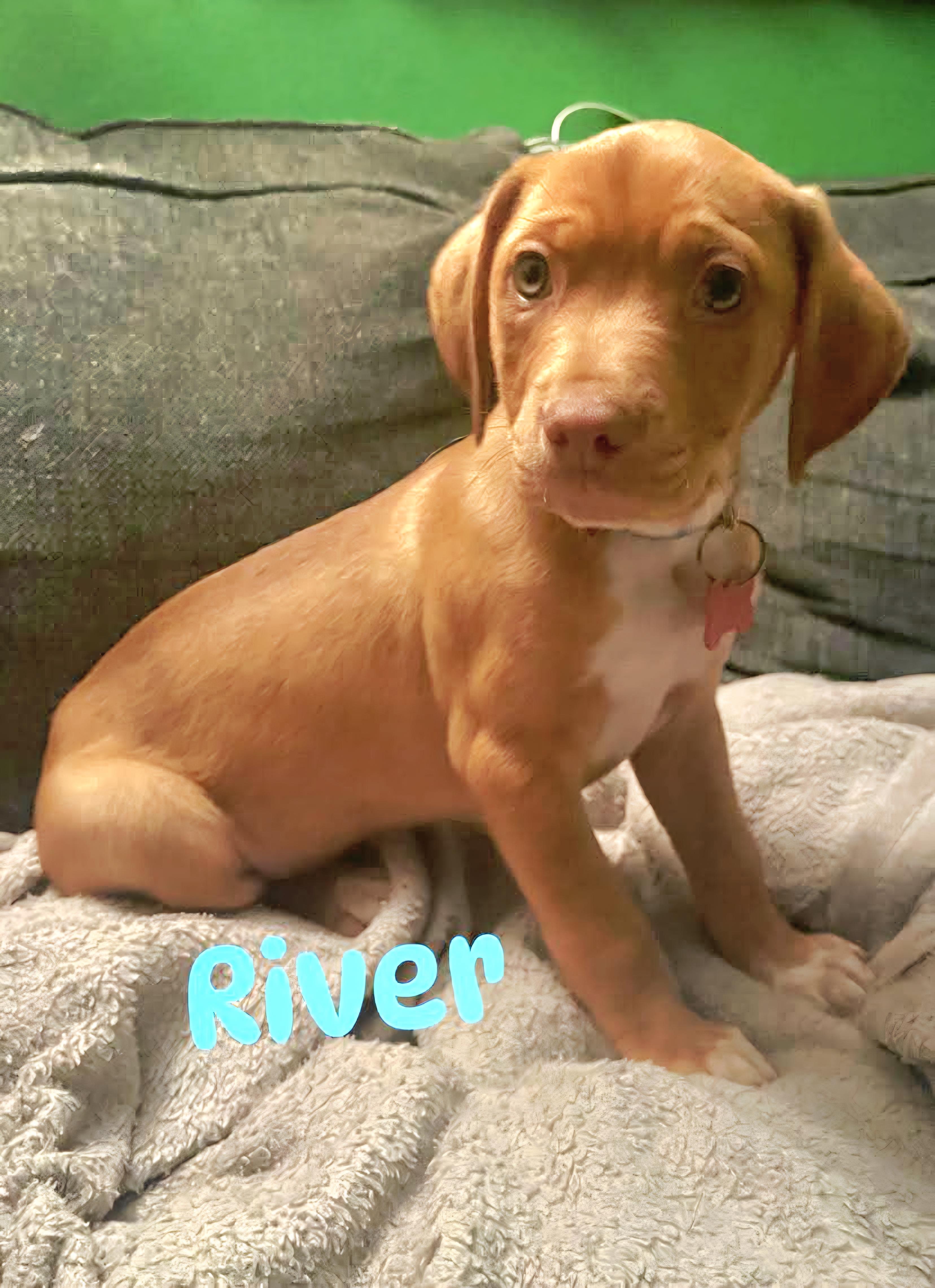 River (male) baby puppy
