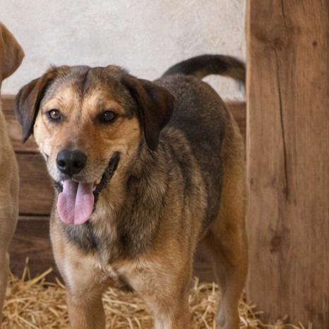 Biscuit, Adoptable, Young Female Labrador Retriever & Great Pyrenees.