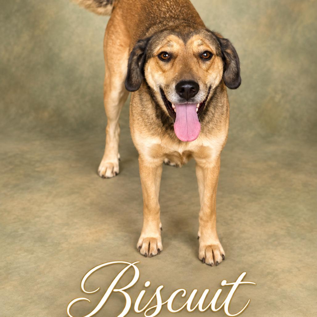 Enlarge Biscuit, a Adoptable mixed breed in Asher, OK image 2/5