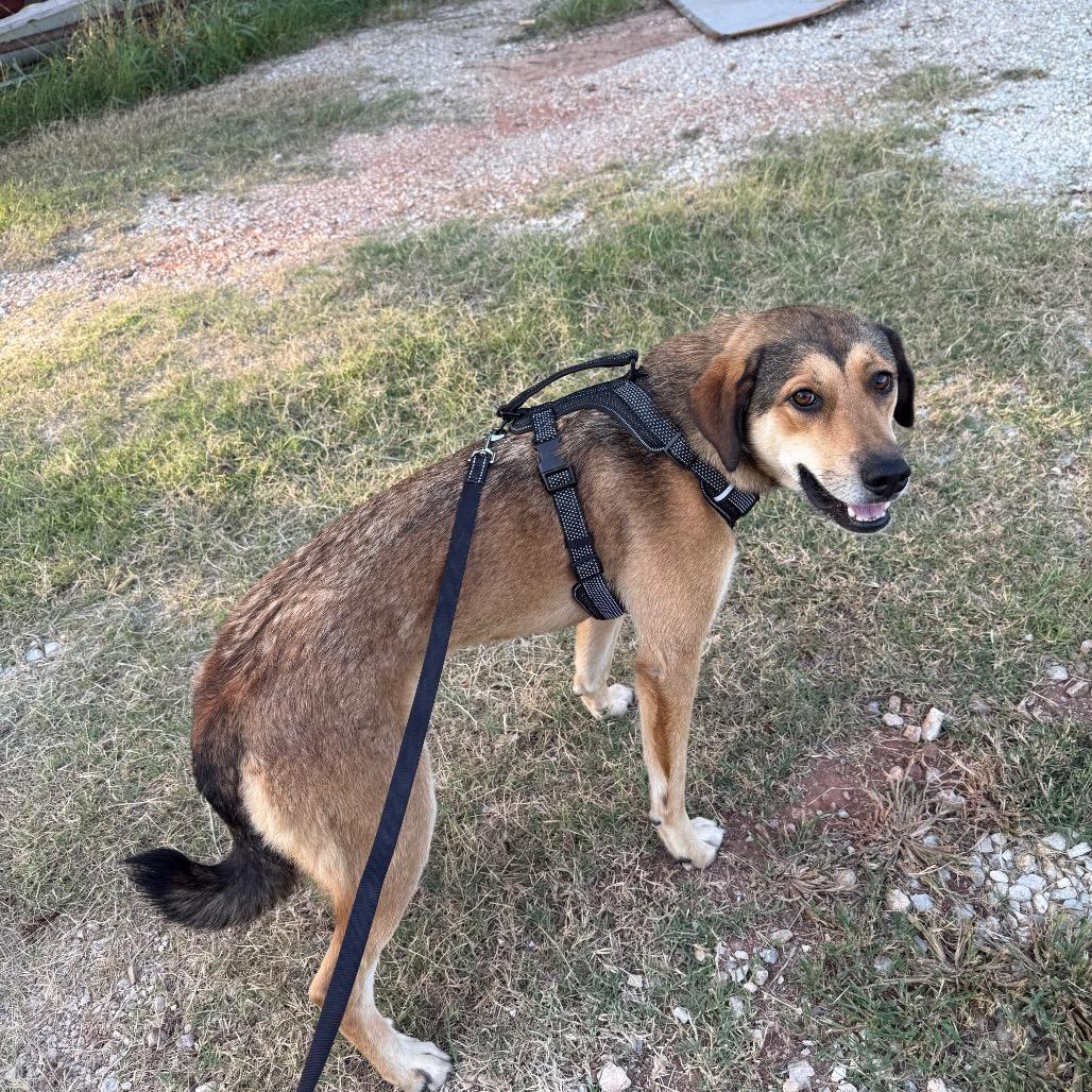 Enlarge Biscuit, a Adoptable mixed breed in Asher, OK image 3/5