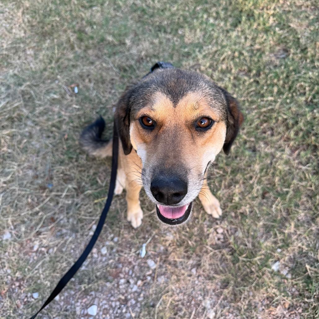 Enlarge Biscuit, a Adoptable mixed breed in Asher, OK image 4/5