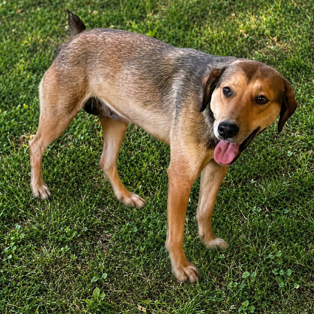 Enlarge Biscuit, a Adoptable mixed breed in Asher, OK image 5/5