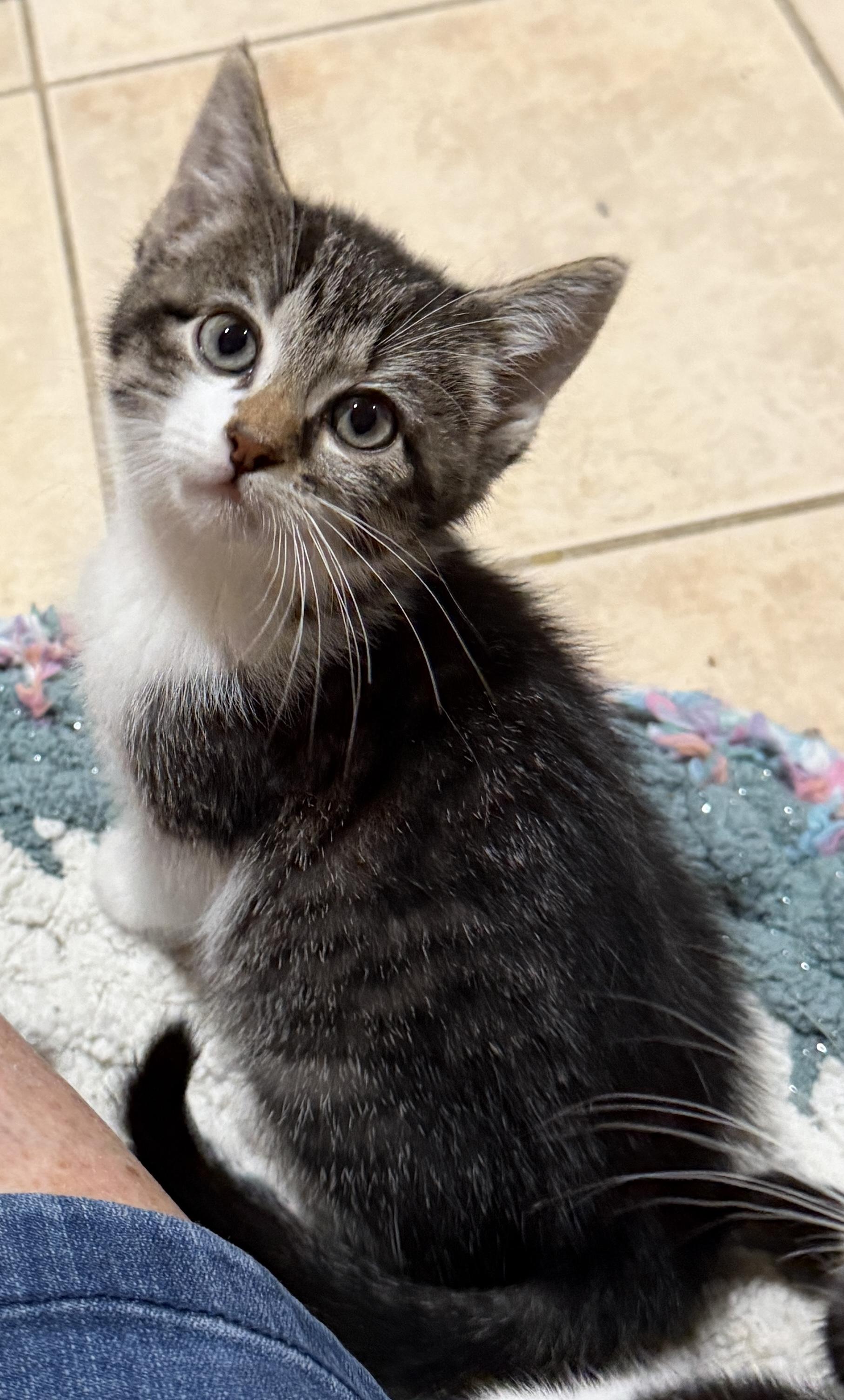 Kara, Adoptable, Kitten Female Domestic Short Hair.