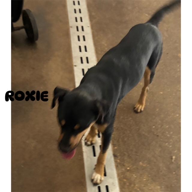 Roxie, Young Female unknown