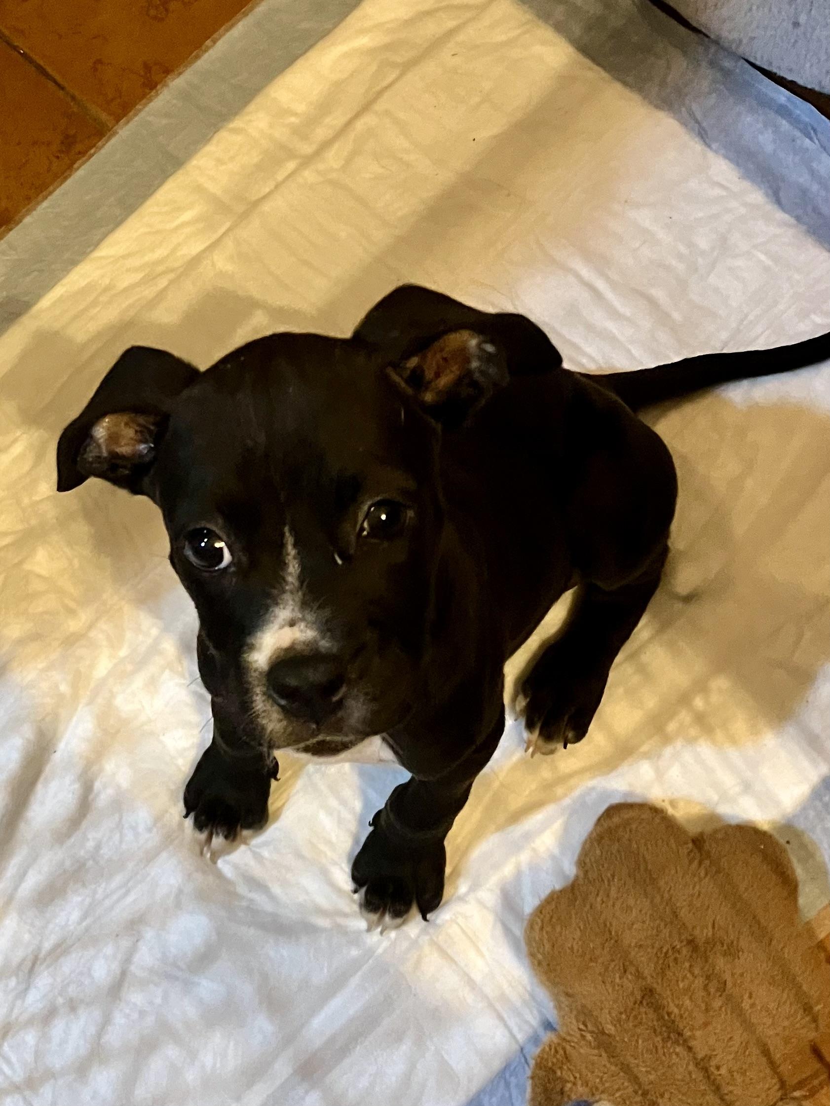 Whisper, Adopted, Puppy Female Boston Terrier & Boxer.