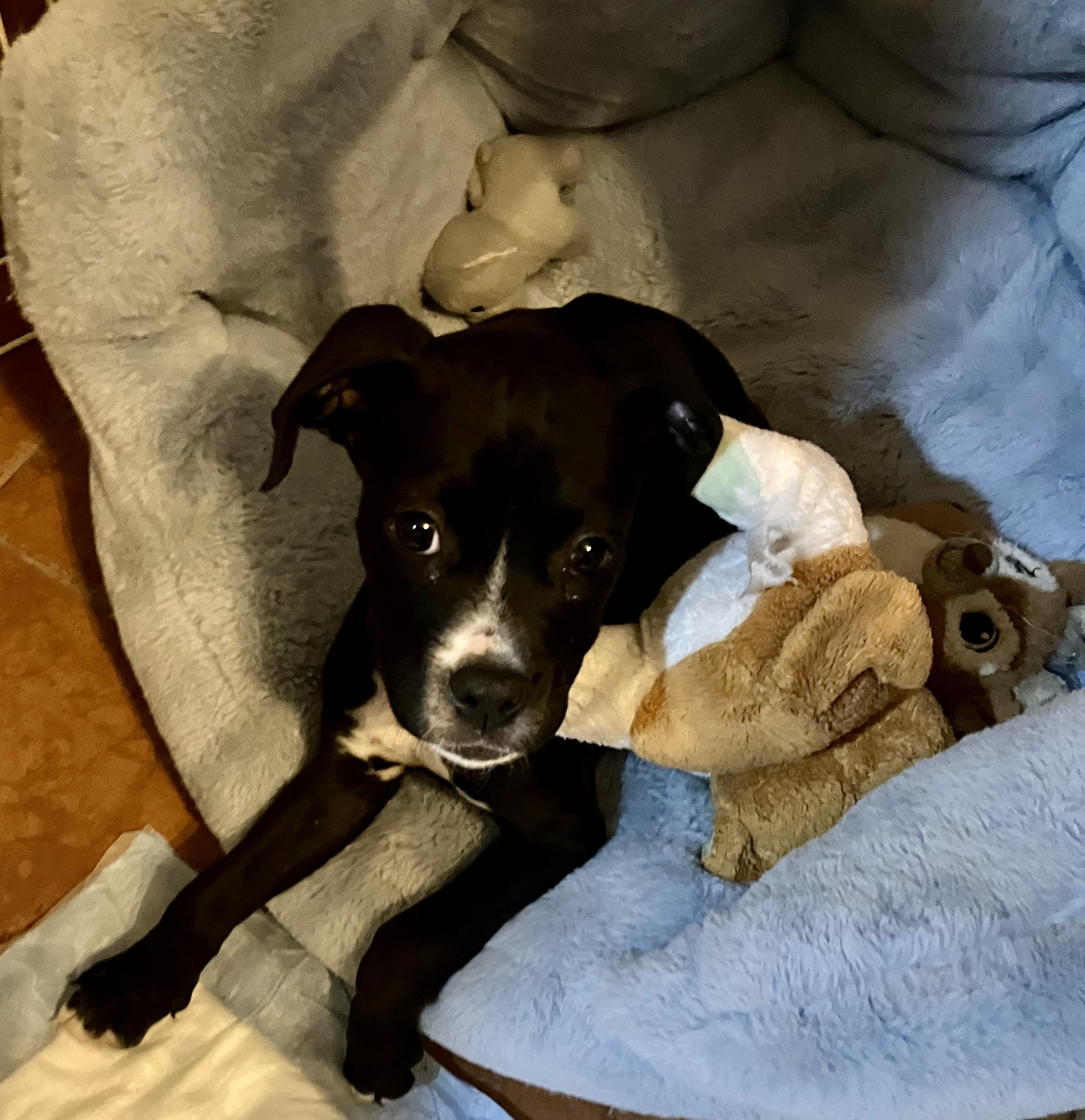 Enlarge Whisper, a Adopted mixed breed in Jacksonville, FL image 2/2