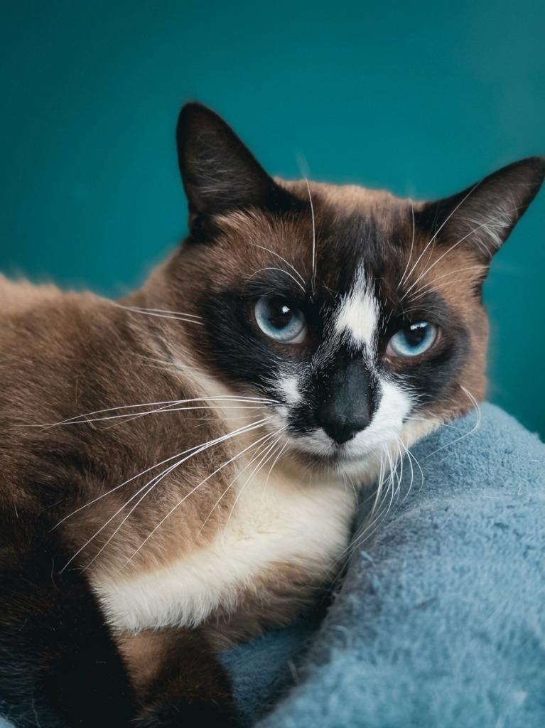 Ote (downey), Adoptable, Young Male Siamese.